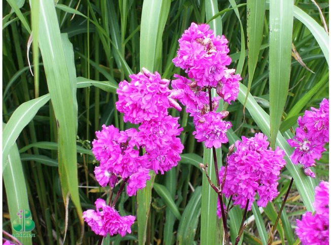 Lychnis viscaria   'Plena'